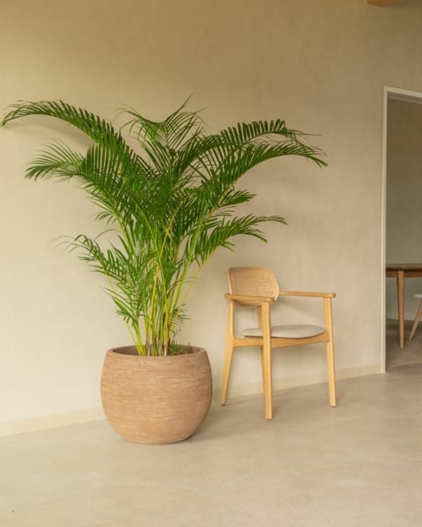 Dana dining armchair - Image 3